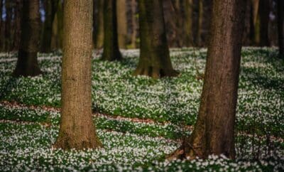 2017-04-19_0073_Binz-und-Granitz-scaled-1